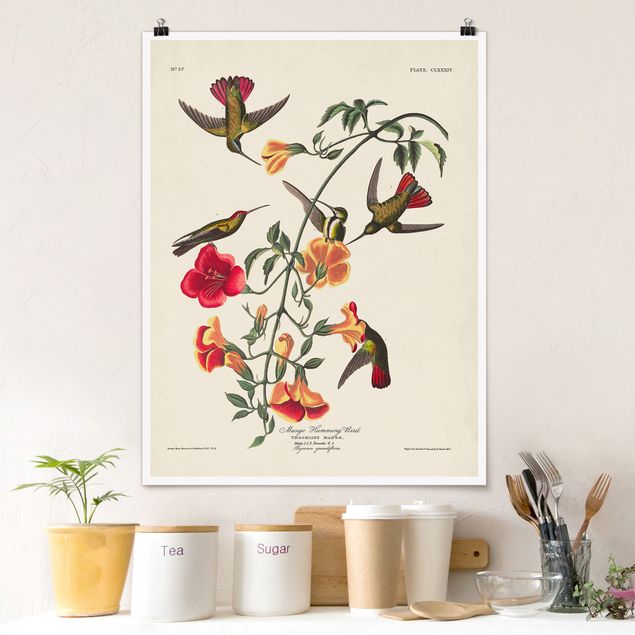 Posters Vintage Board Mango Hummingbirds