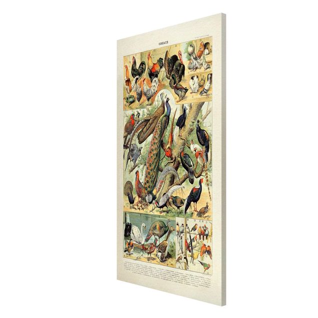 Magneetborden Vintage Board European Birds