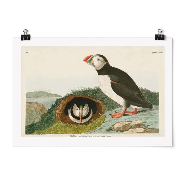 Posters Vintage Board Puffins