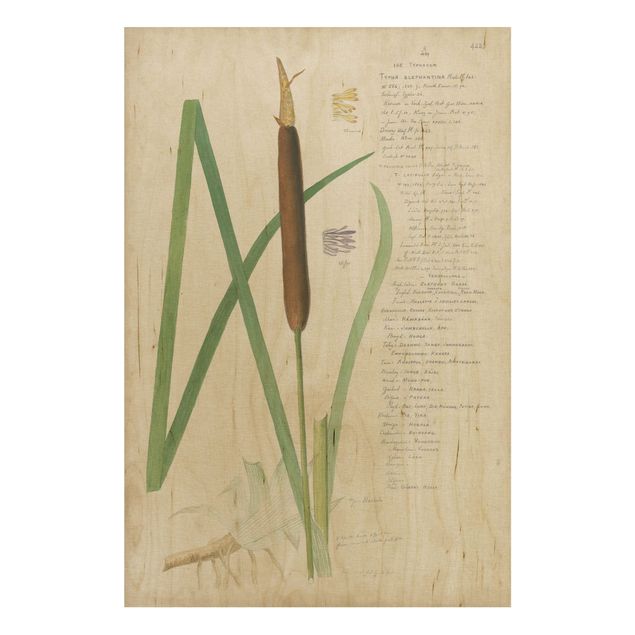 Houten schilderijen Vintage Botany Drawing Grasses II