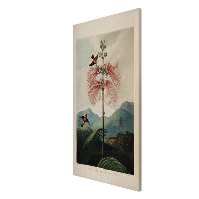 Magneetborden Botany Vintage Illustration Flower And Hummingbird