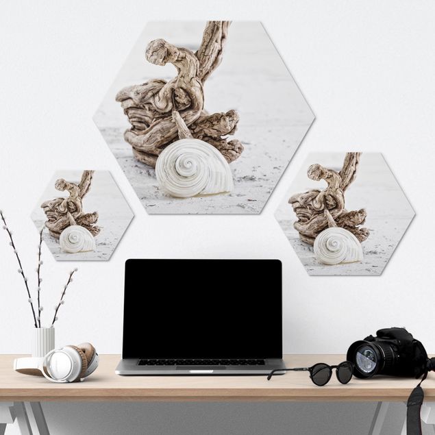Hexagons Aluminium Dibond schilderijen White Snail Shell And Root Wood
