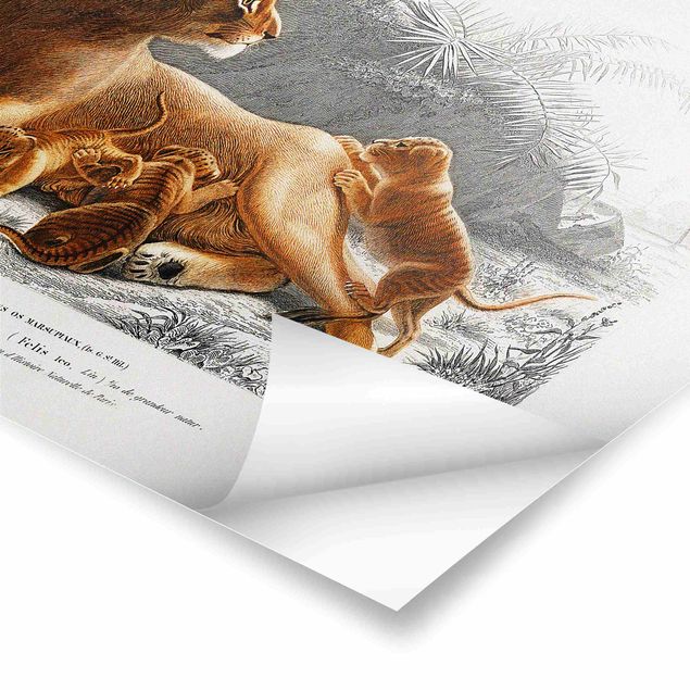 Posters Vintage Board Lioness And Lion Cubs