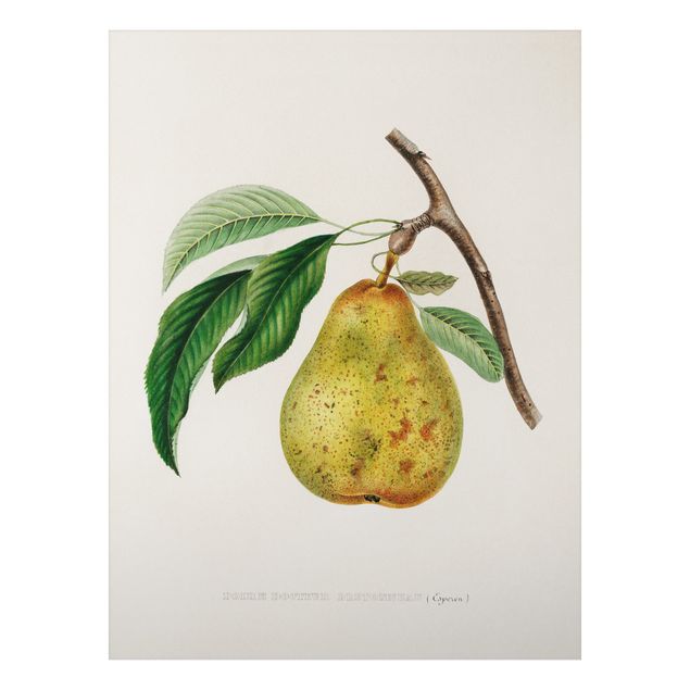 Aluminium Dibond schilderijen Botany Vintage Illustration Yellow Pear