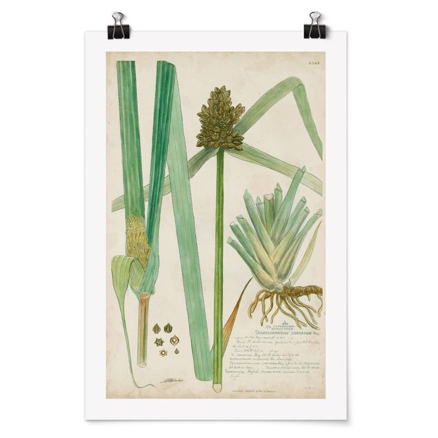 Posters Vintage Botany Drawing Grasses III