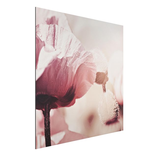 Aluminium Dibond schilderijen Pale Pink Poppy Flower With Water Drops
