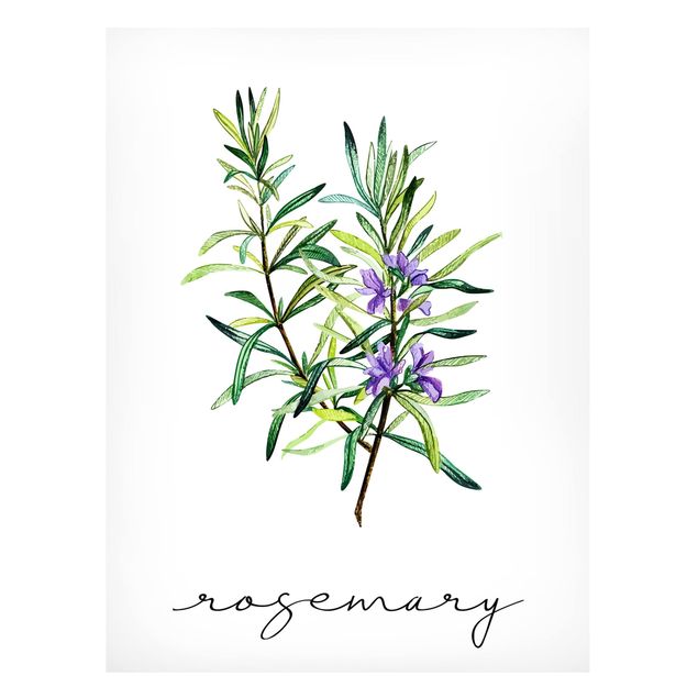 Magneetborden Herbs Illustration Rosemary