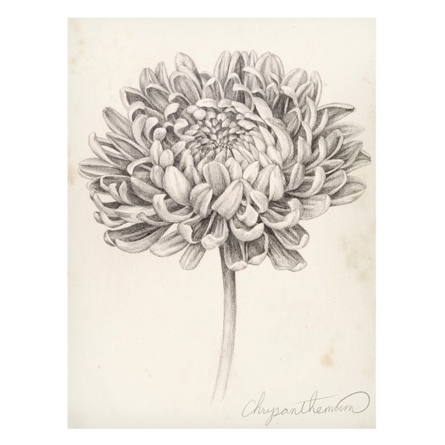 Magneetborden Botanical Study Chrysanthemum II