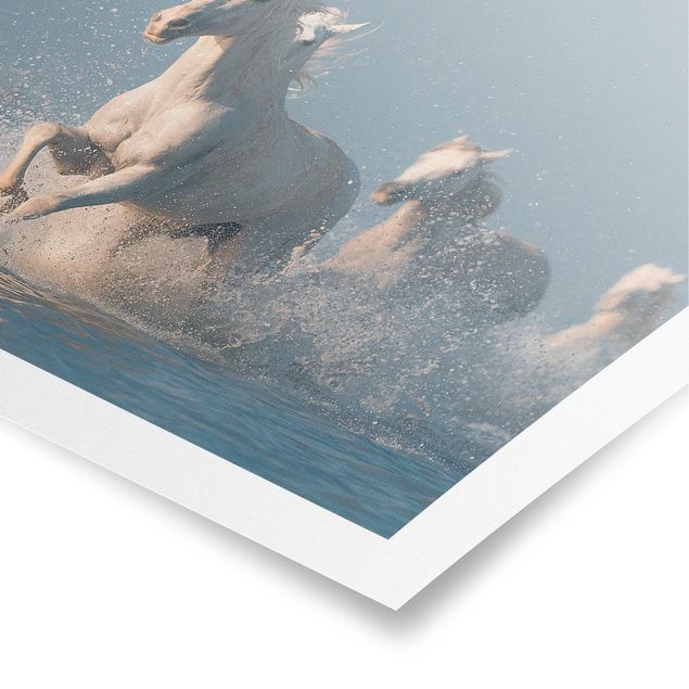 Posters Herd Of White Horses