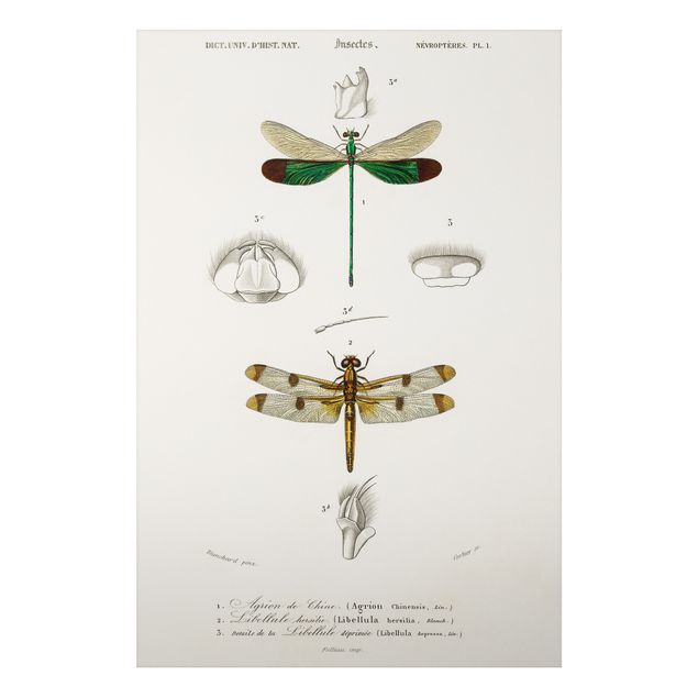 Aluminium Dibond schilderijen Vintage Board Dragonflies