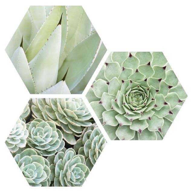 Hexagons Aluminium Dibond schilderijen - 3-delig Agave And Succulents Trio