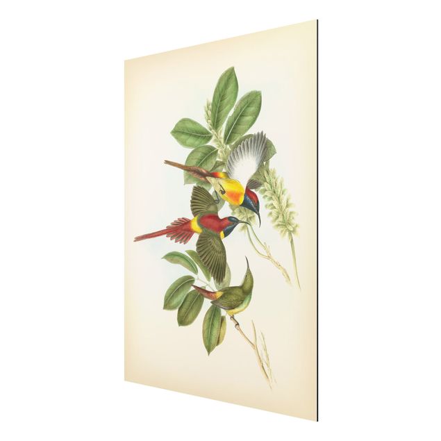 Aluminium Dibond schilderijen Vintage Illustration Tropical Birds III