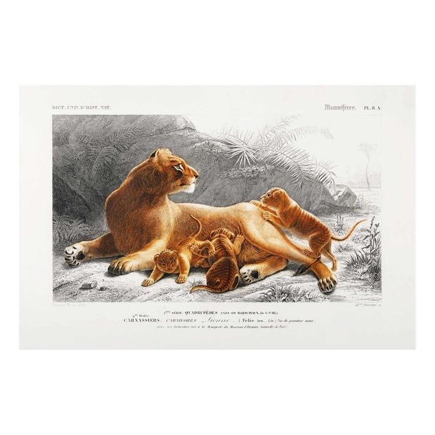 Glasschilderijen Vintage Board Lioness And Lion Cubs