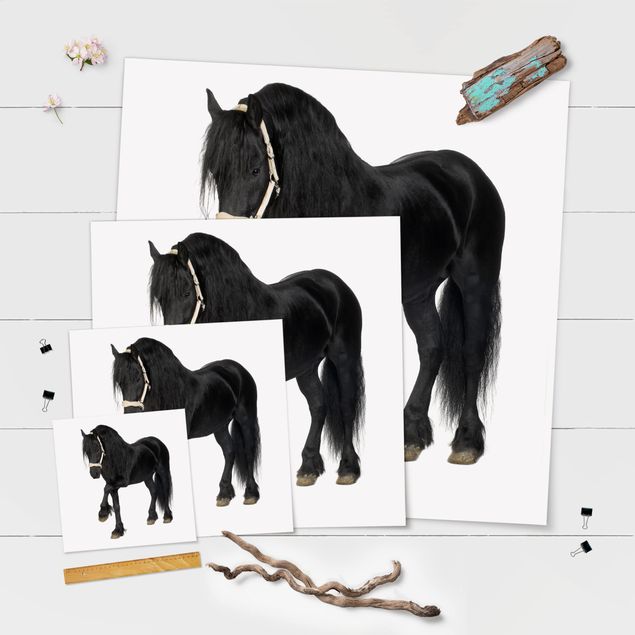 Posters Friesian Mare