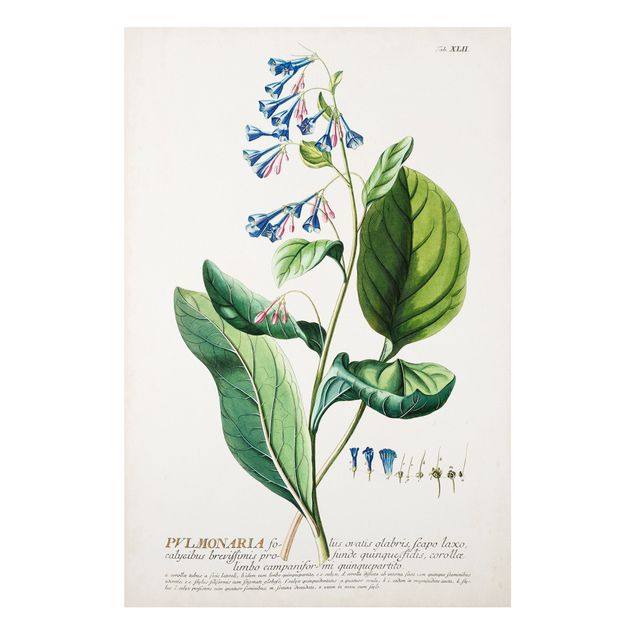 Forex schilderijen Vintage Botanical Illustration Lungwort