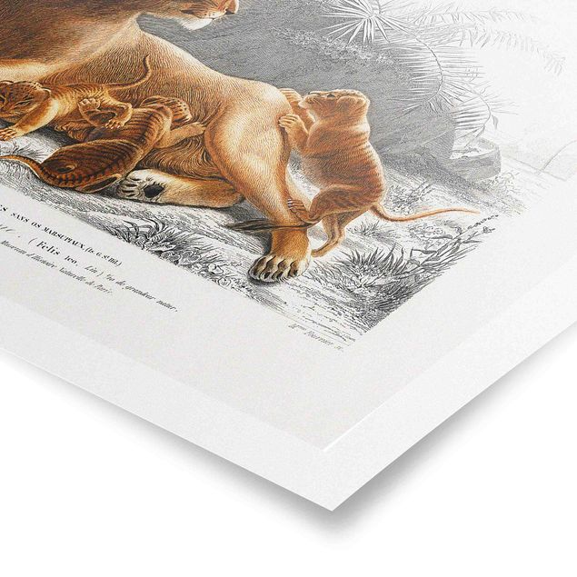 Posters Vintage Board Lioness And Lion Cubs