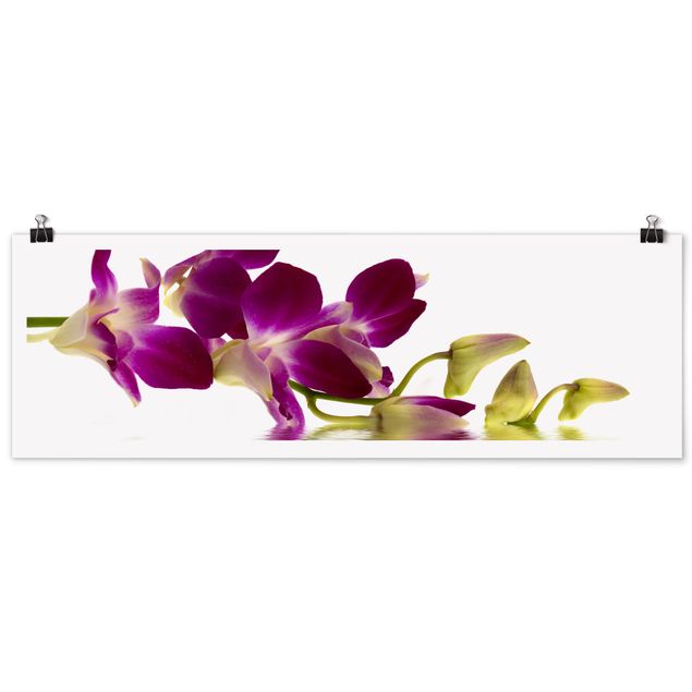 Posters Pink Orchid Waters