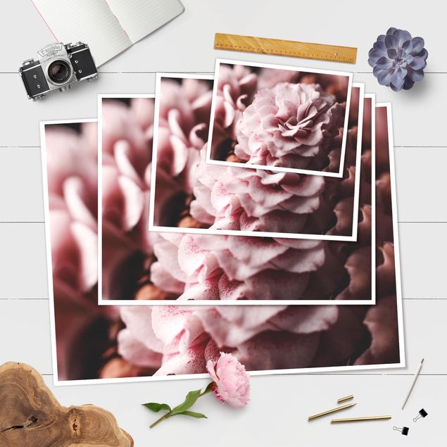Posters Shabby Light Pink Rose Pastel