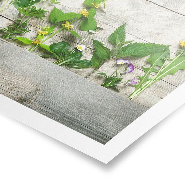 Posters Medicinal and Meadow Herbs