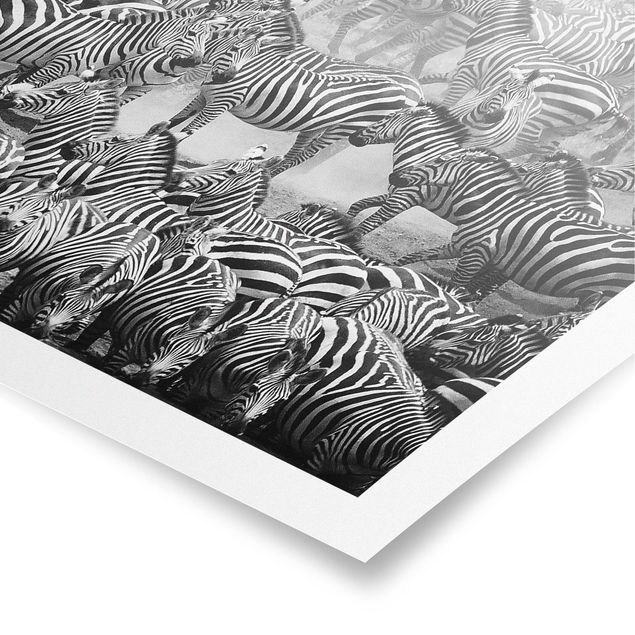 Posters Zebra herd II