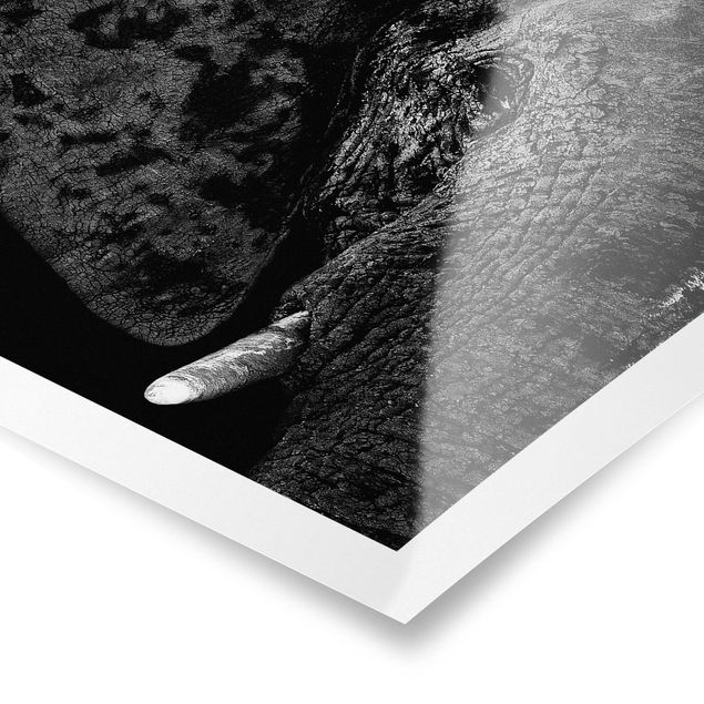 Posters African Elephant black and white