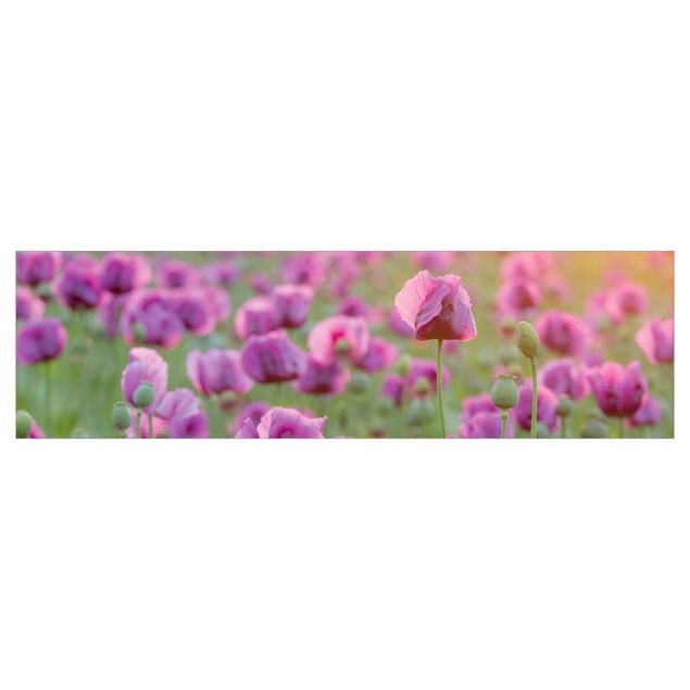 Keukenachterwanden Purple Poppy Flower Meadow In Spring
