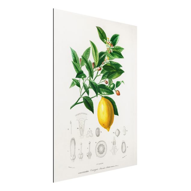 Aluminium Dibond schilderijen Botany Vintage Illustration Of Lemon