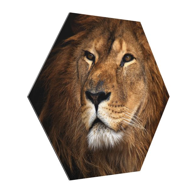 Hexagons Aluminium Dibond schilderijen Lion's Gaze