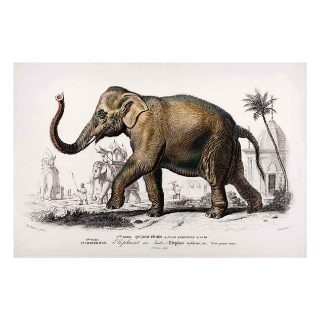 Magneetborden Vintage Board Elephant