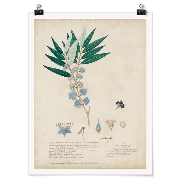 Posters Melastomataceae - Angustifolium