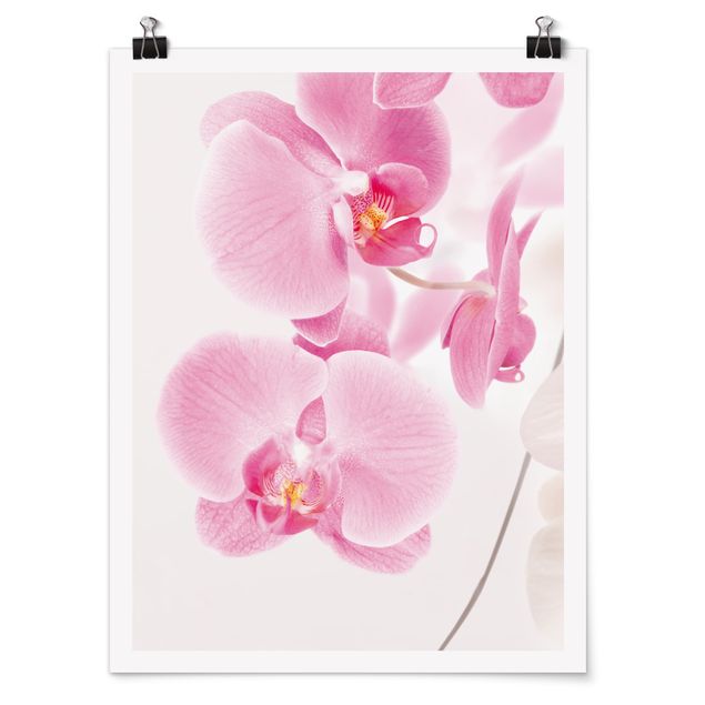 Posters Delicate Orchids