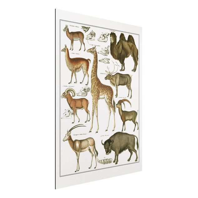 Aluminium Dibond schilderijen Vintage Board Giraffe, Camel And IIama