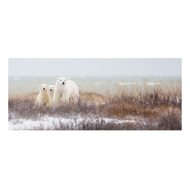 Forex schilderijen Polar Bear And Her Cubs