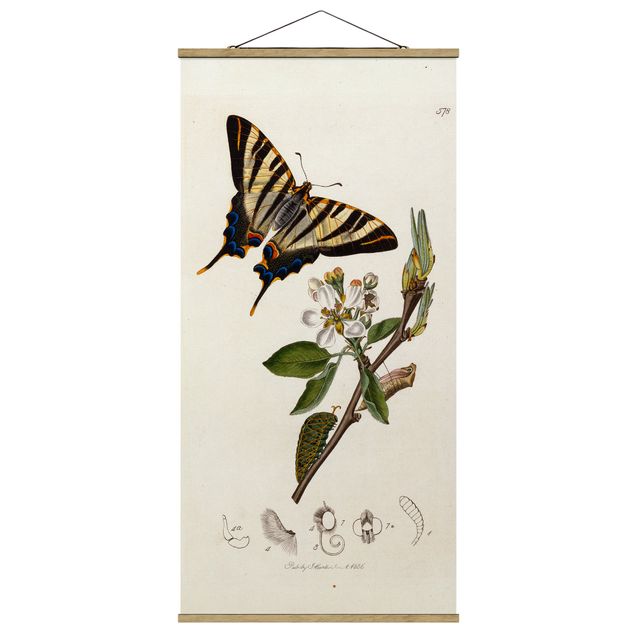 Stoffen schilderij met posterlijst John Curtis - A Scarce Swallow-Tail Butterfly