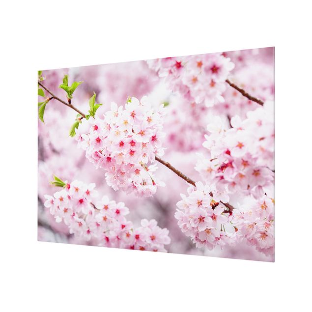 Spatscherm keuken Japanese Cherry Blossoms