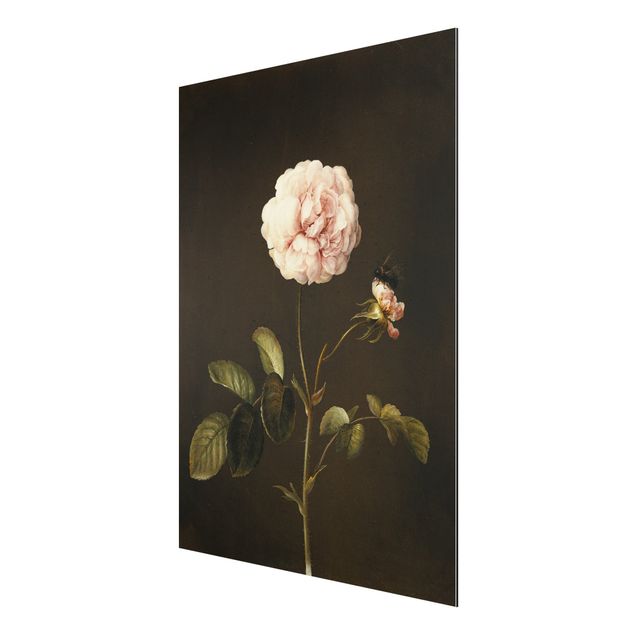 Aluminium Dibond schilderijen Barbara Regina Dietzsch - French Rose With Bumblbee
