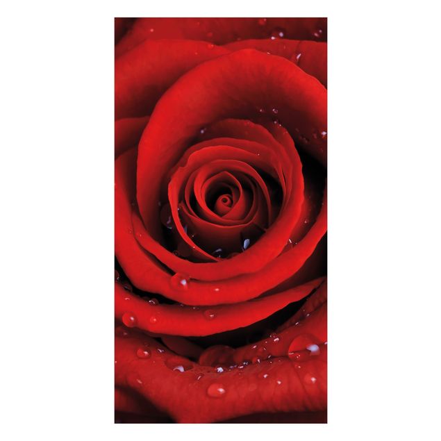 Duschrückwand - Rote Rose mit Wassertropfen