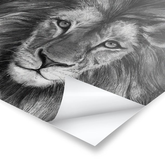 Posters Illustration Lion Monochrome Painting