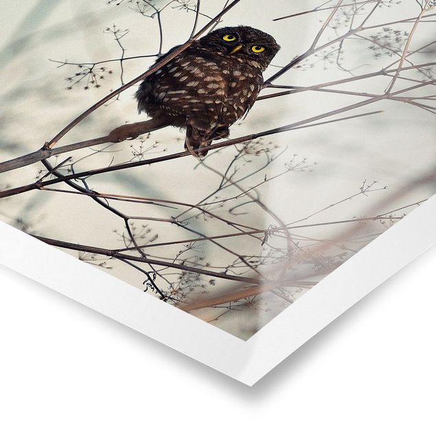 Posters Owl In The Winter