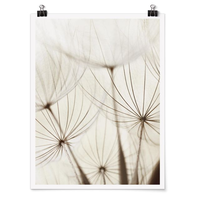 Posters Gentle Grasses