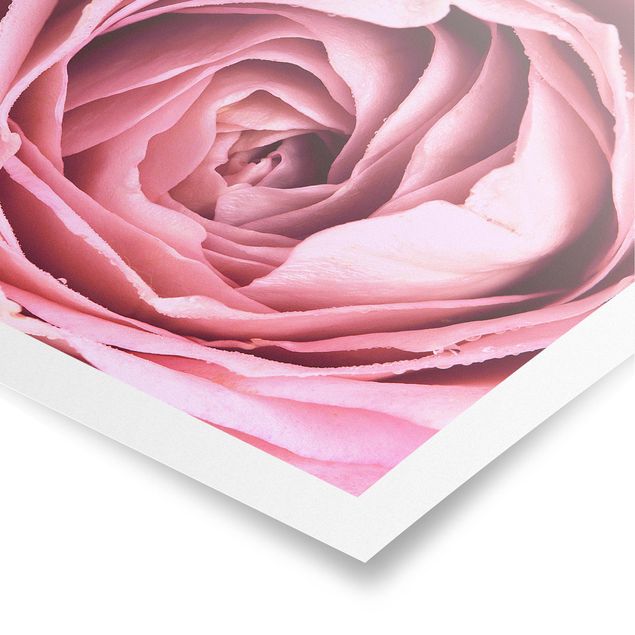 Posters Pink Rose Blossom