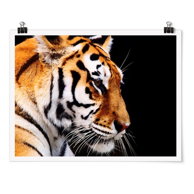 Posters Tiger Beauty