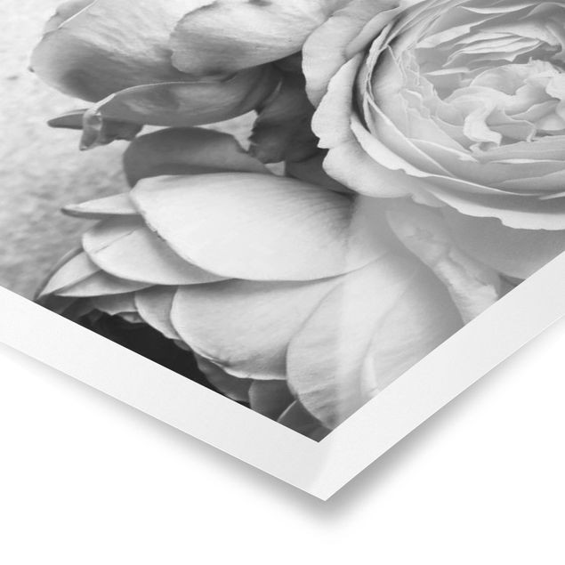 Posters Peony Flowers Black White