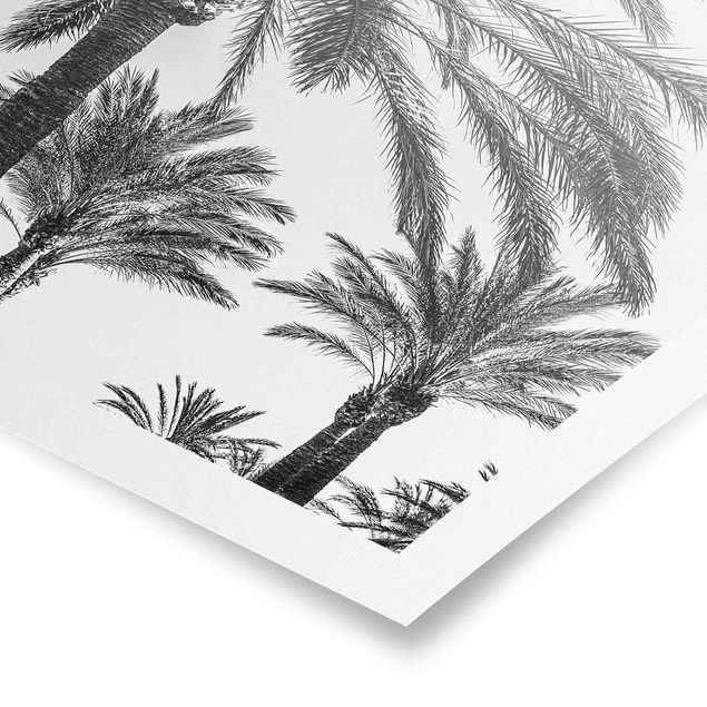 Posters Palm Trees At Sunset Black And White