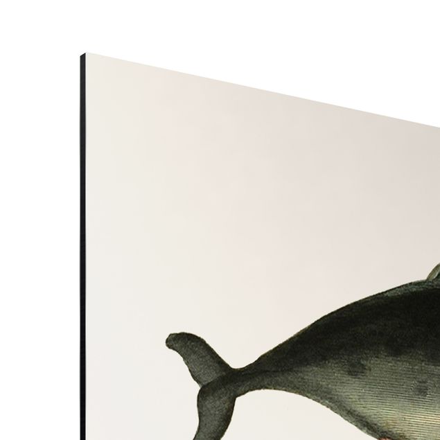 Aluminium Dibond schilderijen Three Vintage Whales
