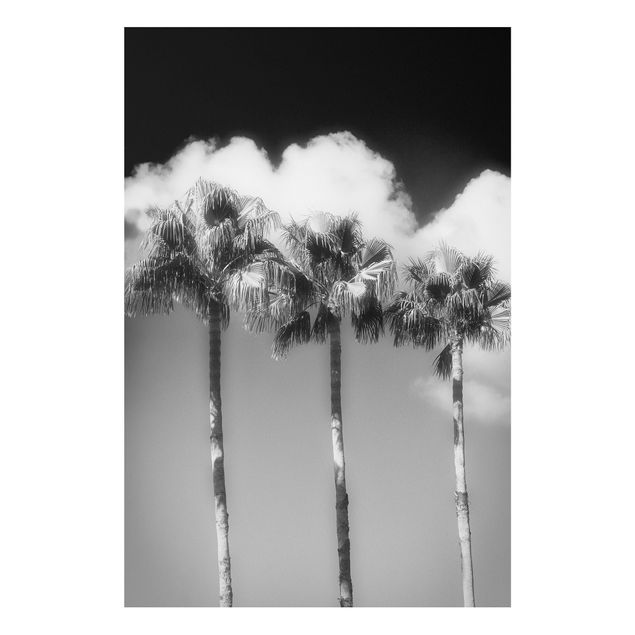 Forex schilderijen Palm Trees Against The Sky Black And White