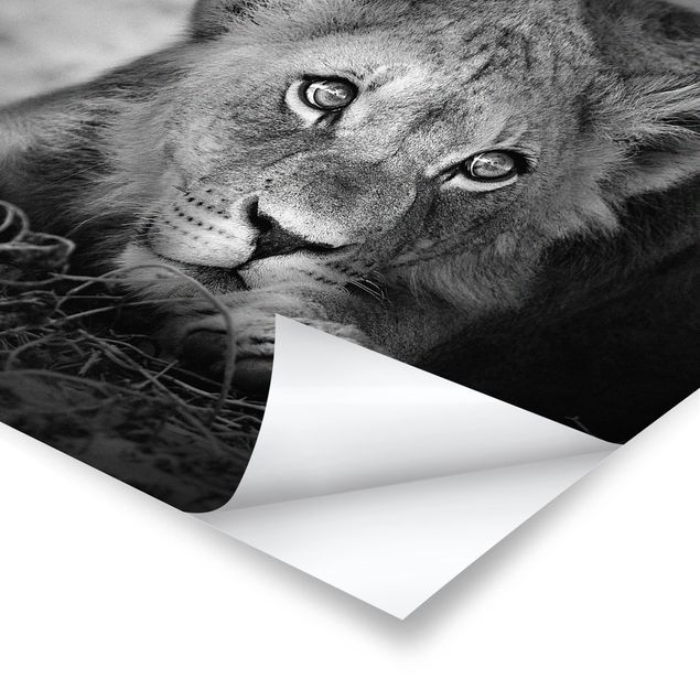 Posters Lurking Lionbaby