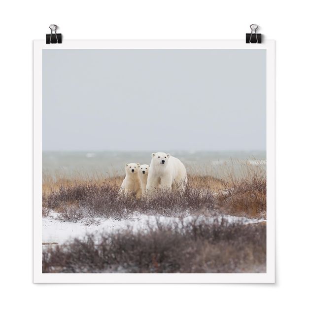 Posters Polar Bear And Her Cubs