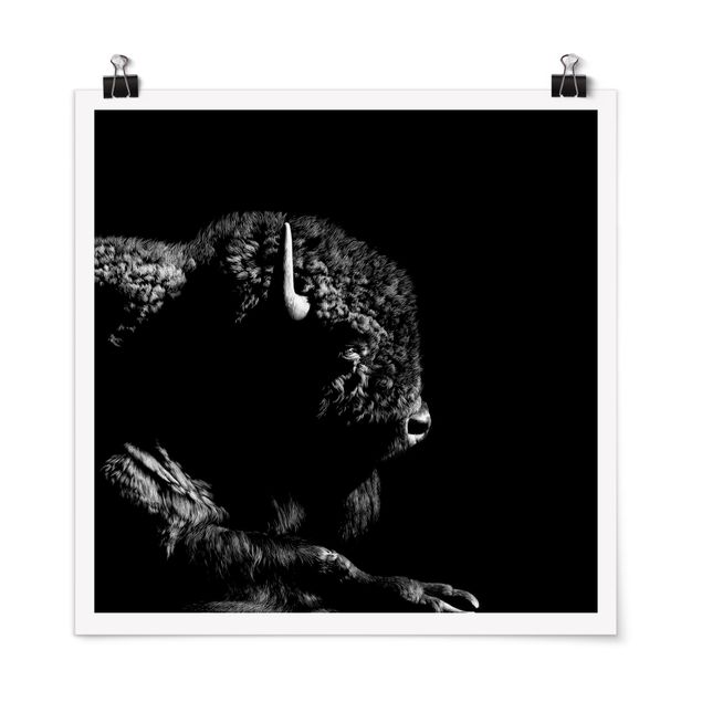 Posters Bison In The Dark
