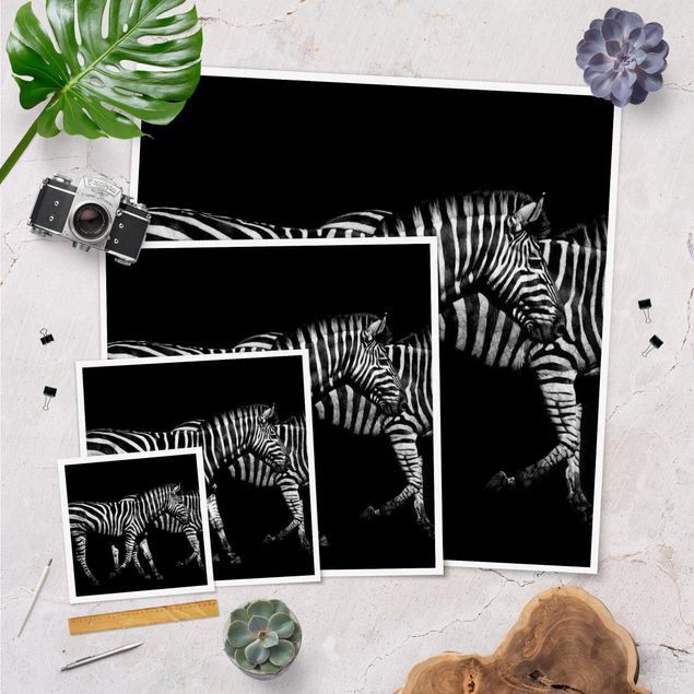 Posters Zebra In The Dark